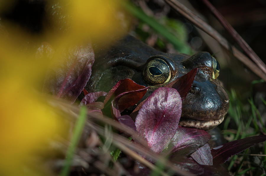 Mabel the Bullfrog Photograph by Robert Potts