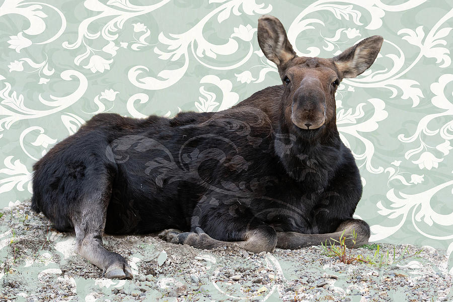 Mabel the Moose Photograph by Mary Hone