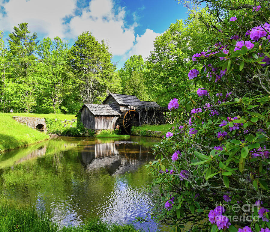 Mabry Mill with Rhododendron Photograph by Kerri Farley