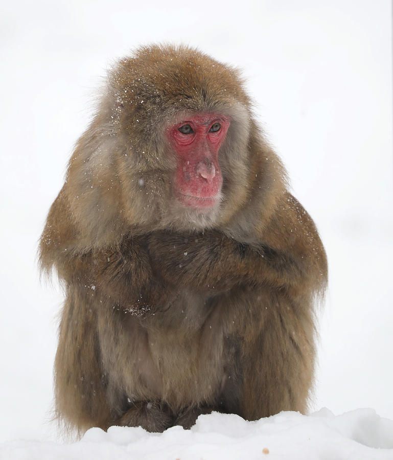 Macaque in the Snow by Kristie Burns Macaque in the Snow by Kristie Burns