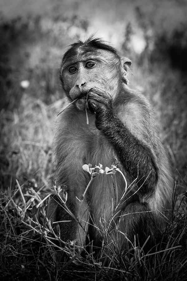 Macaque Photograph by Josu Ozkaritz
