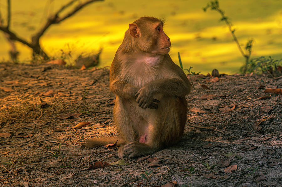 Macaque looking around. Photograph by Pravine Chester