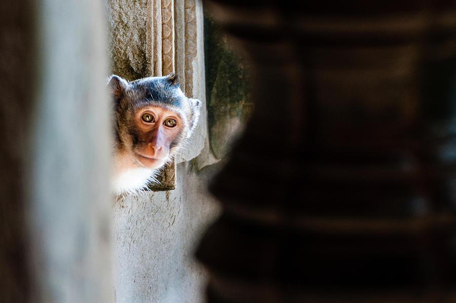 Macaque Monkey at Angkor Wat Photograph by Arj Munoz