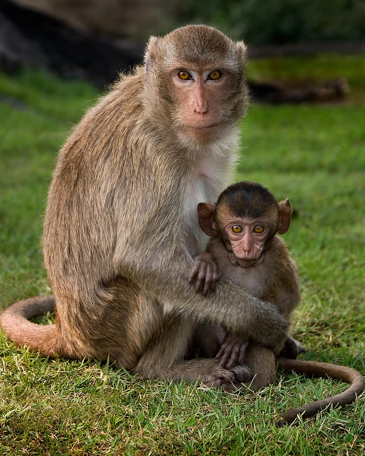 Animal Photograph - Macaque Monkey Family by Adam Romanowicz