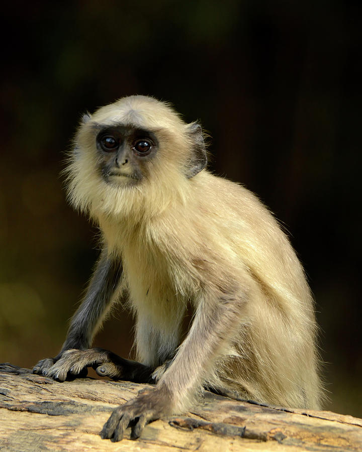 Macaque Monkey Photograph by Jennifer LaBouff
