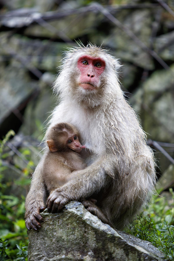 Macaque Monkey with Baby, Jigokudani Monkey Park, Japan Photograph by Bim