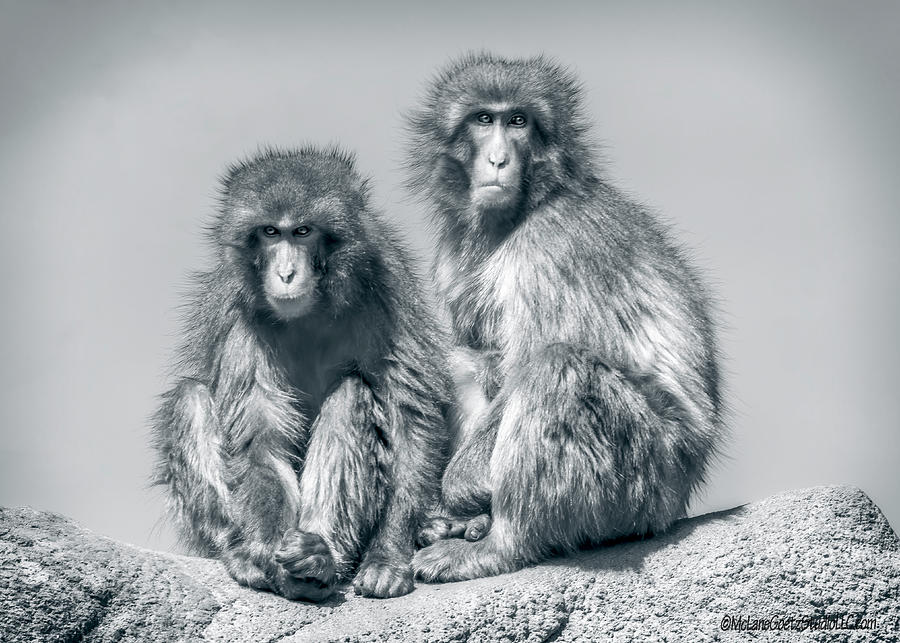 Macaque Mono Photograph by LeeAnn McLaneGoetz McLaneGoetzStudioLLCcom