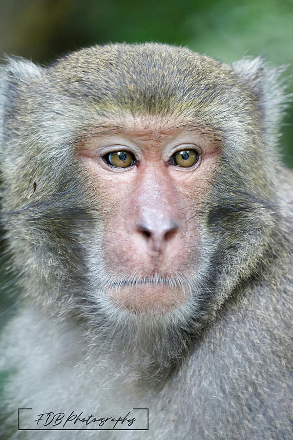 Macaque School Portrait Photograph by Frankie Bradshaw - Pixels