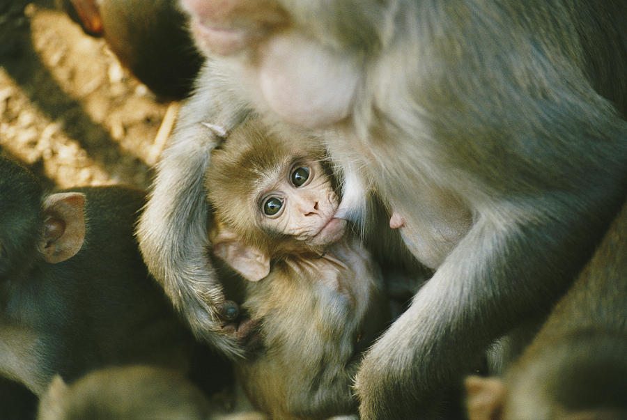 Macaque Suckling Her Young Offspring Photograph by VL Varia