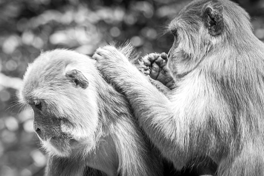 Macaques Bonding Photograph by Pravine Chester