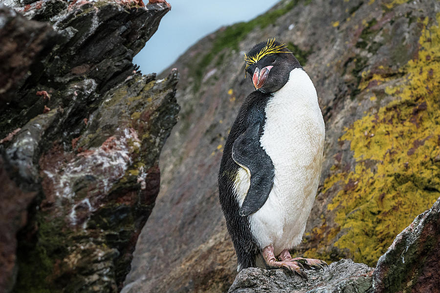 Macaroni Penguin Pose Photograph by Linda Villers