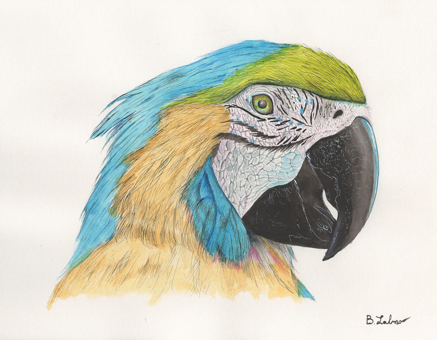 Macaw Painting by Bob Labno