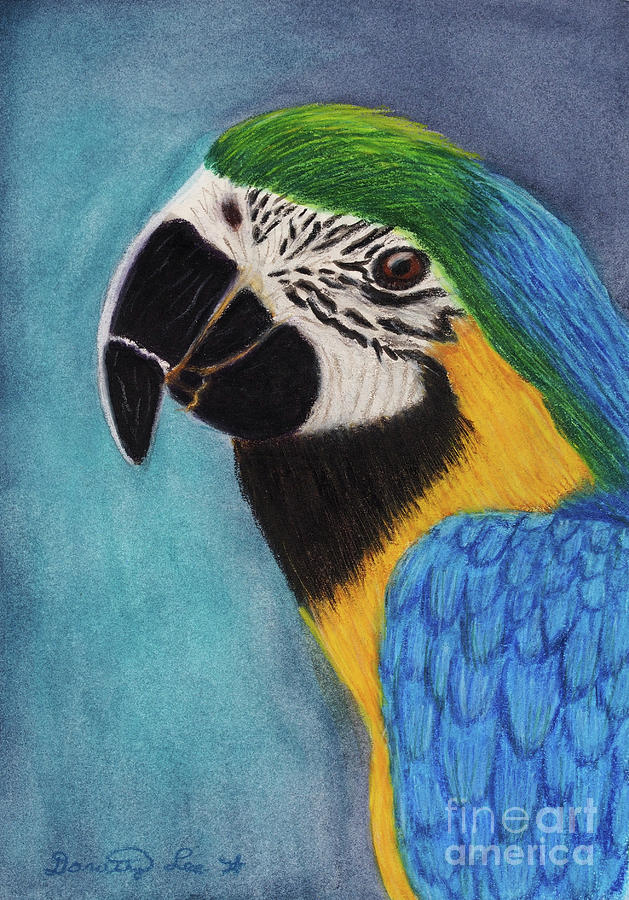 Macaw Mixed Media by Dorothy Lee