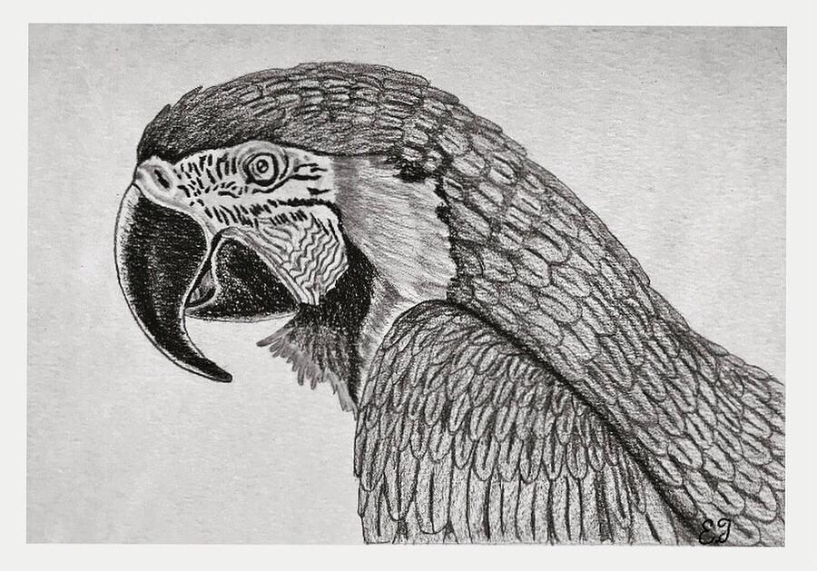 Pencil drawing macaw Drawing by Aeden Teshale