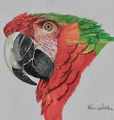 Macaw Drawing Drawing by Kimberly Walker