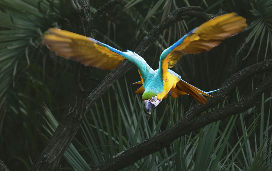 blue and gold macaw flying