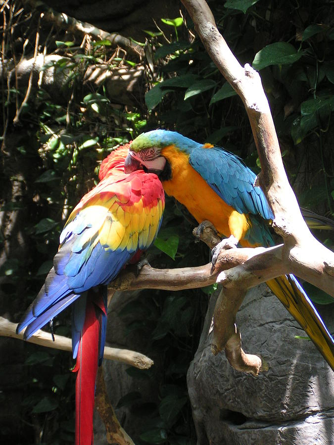 Macaw Kiss Photograph by Heather E Harman Macaw Kiss Photograph by Heather E Harman