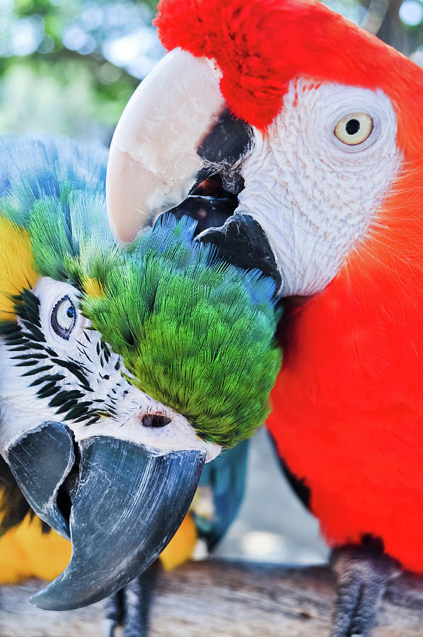 Macaw Lovers Photograph by Kyle Hanson
