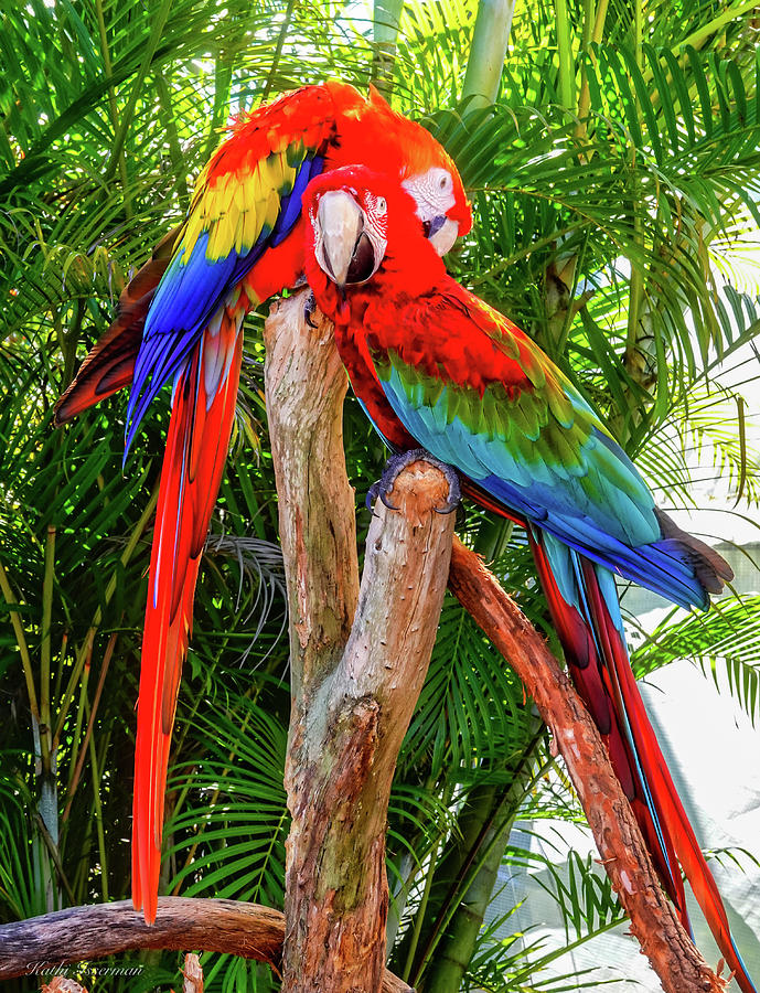 Macaw Mates Photograph by Kathi Isserman