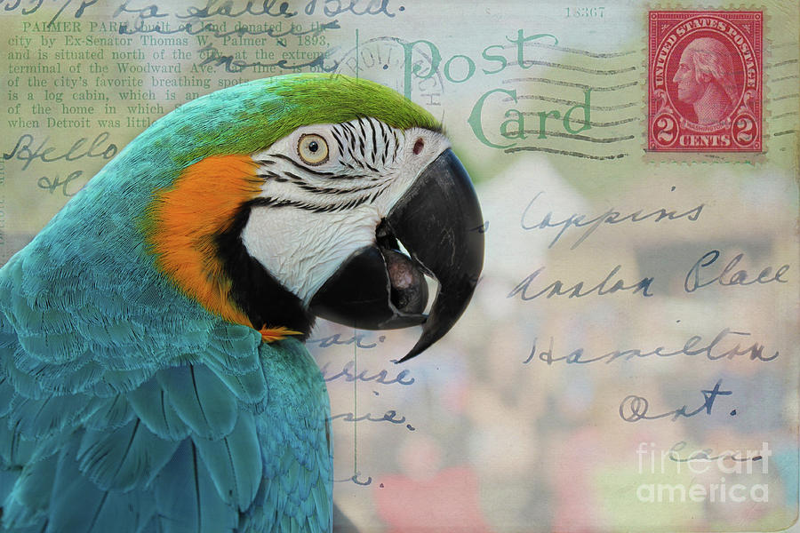Macaw on Vintage Post Card Photograph by Nina Silver