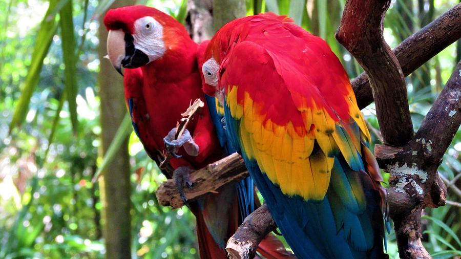 Brilliant Macaws Photograph by Dylyce Clarke - Pixels