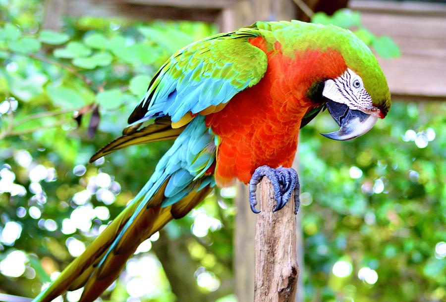 Macaw Parrot Colors  Photograph by Warren Thompson