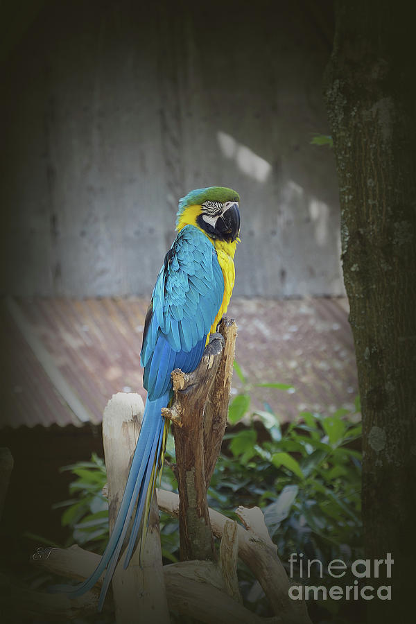 Macaw Parrot Photograph by Elaine Teague