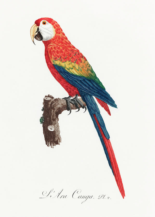 Macaw parrot Mixed Media by World Art Collective