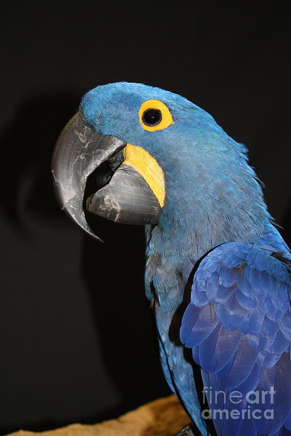 Macaw Photograph - Macaw Profile Photo by John Telfer