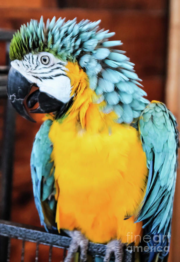 Macaw Profile Photograph by Suzanne Luft