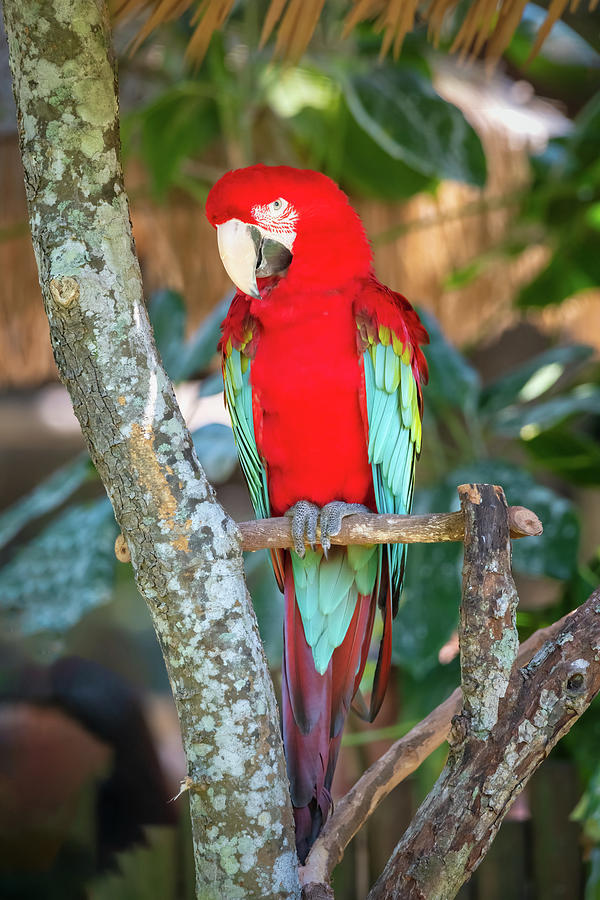 Macaw Red and Green Photograph by John Kirkland