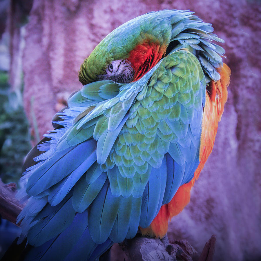 Macaw Resting Photograph by Sally Bauer
