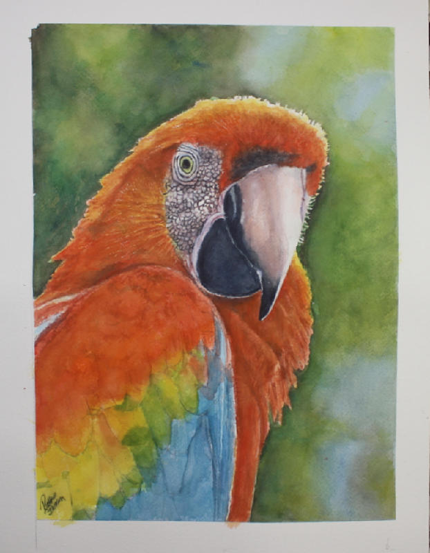 Macaw Painting by Richard Benson