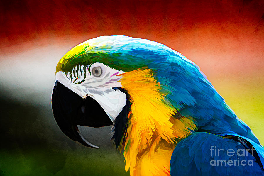 Macaw Tropical Bird Photograph by Eleanor Abramson