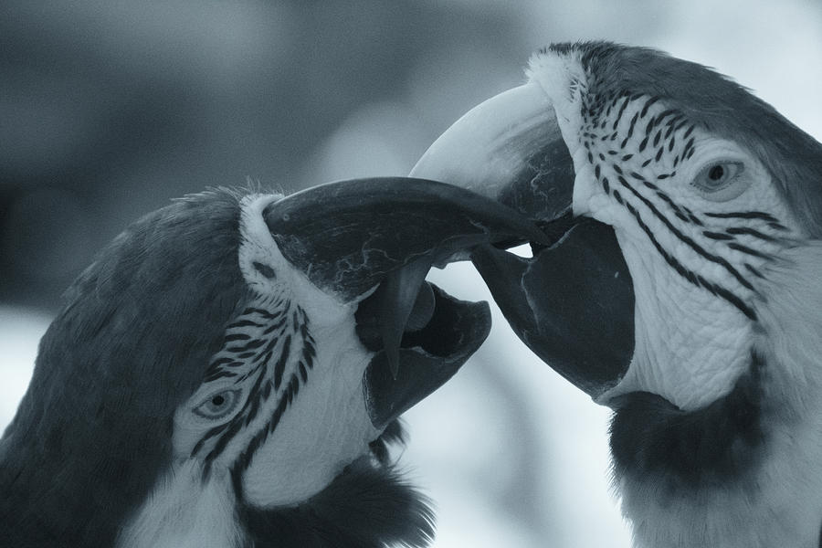 Macaws Photograph by Carolyn Hutchins