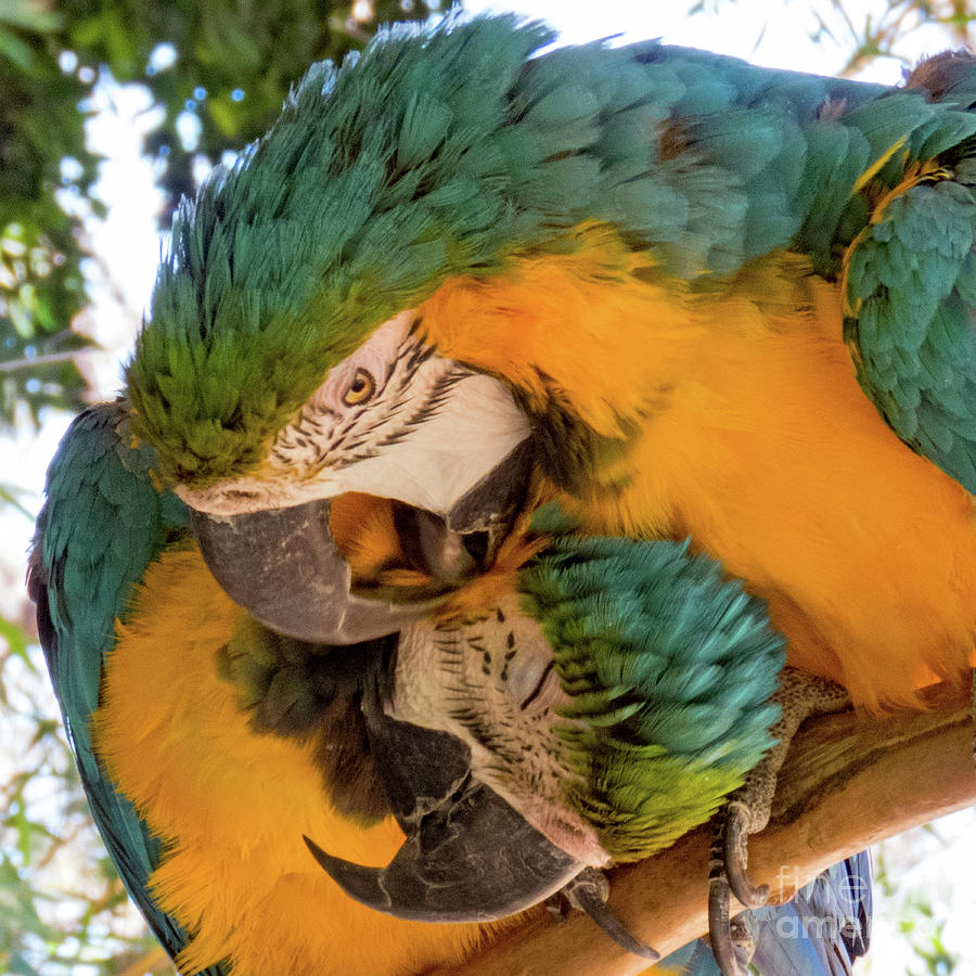 Macaws Photograph by Cheryl Del Toro