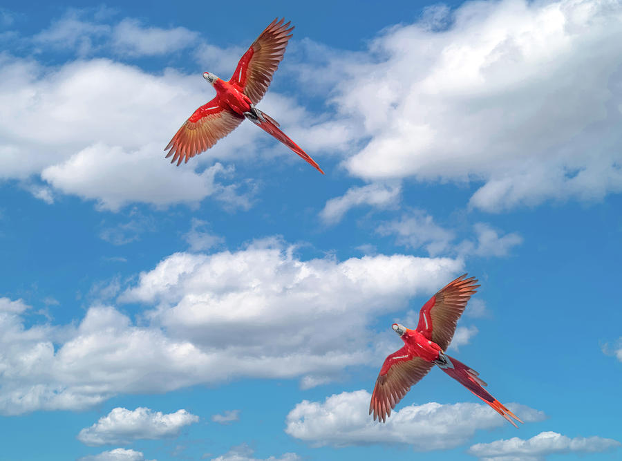 Macaws in Flight, Costa Rica Photograph by Marcy Wielfaert