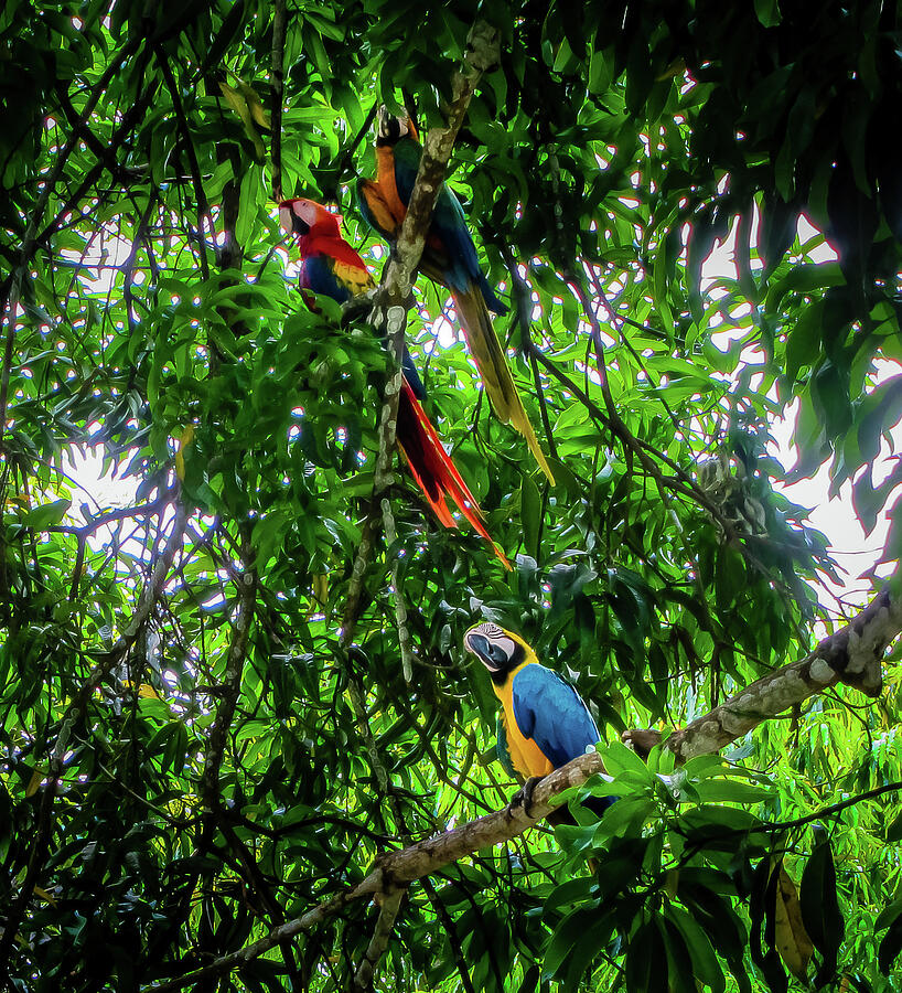 Macaw Photograph - Macaws In The Forest by Nicklas Gustafsson