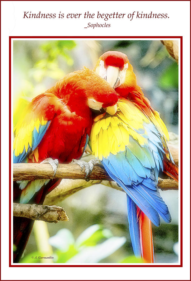 Macaws, Kindness in Nature Photograph by A Macarthur Gurmankin