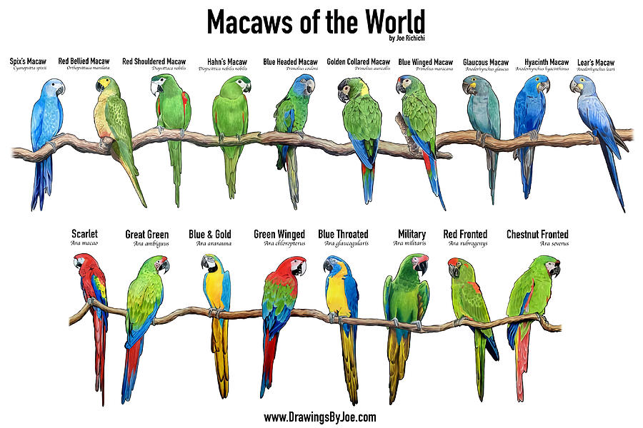 Macaws of the World Poster summer Painting by Selina Miller | Fine Art ...