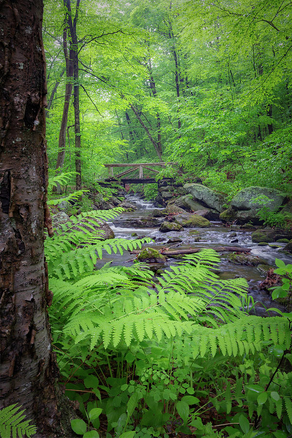 Summer Photograph - Macedonia Brook State Park Portrait by Bill Wakeley