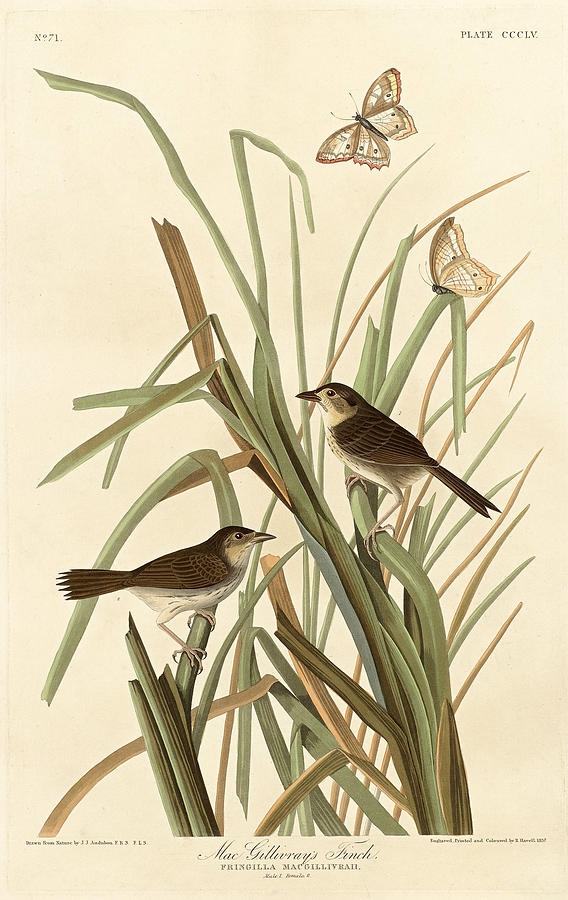 MacGillivrays Finch Drawing by Robert Havell