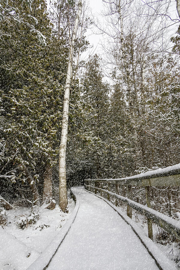 MacGregor Point Provincial Park, Ontario 1 Photograph by John Twynam ...