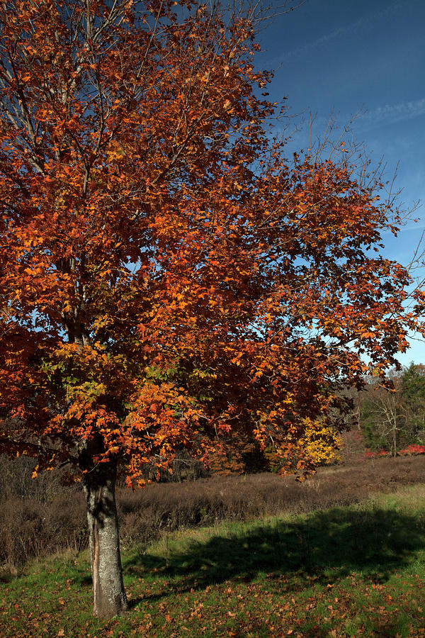 Machimoodus In Autumn Photograph