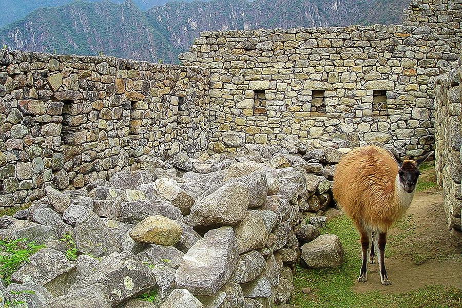 Machu Picchu Wildlife Photograph by Doug Davidson