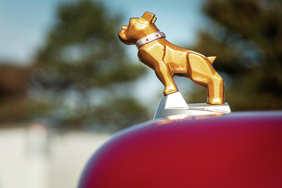 Mack Bulldog Gold Profile Photograph by Kristia Adams
