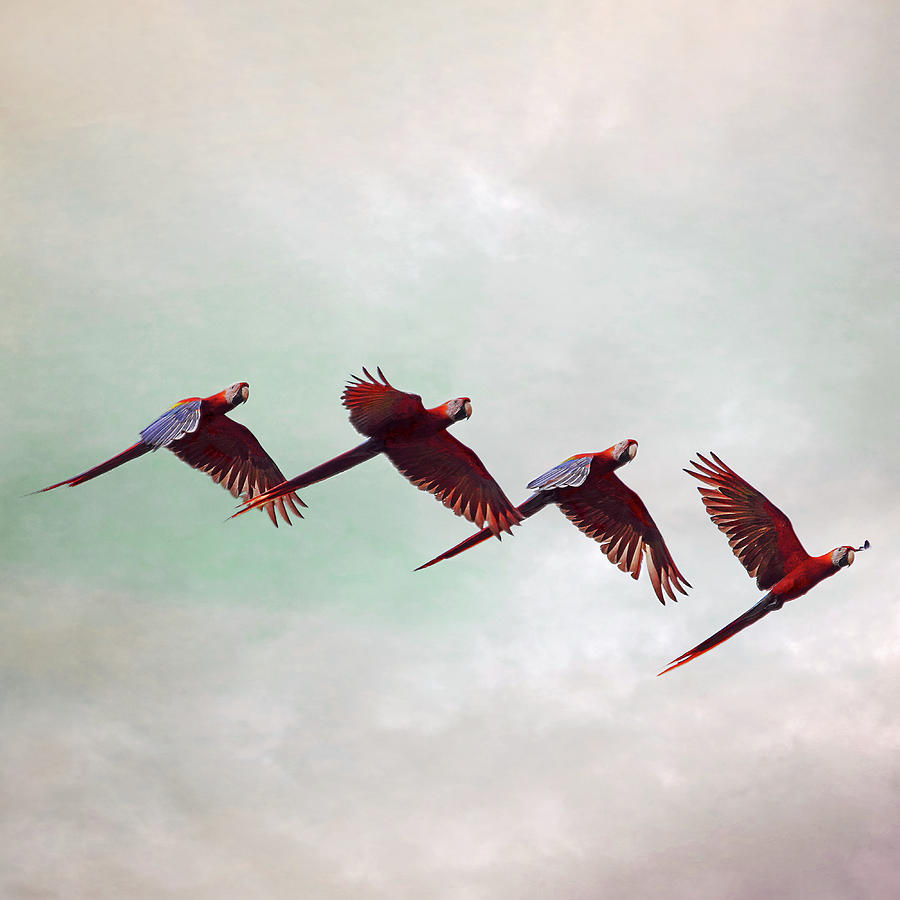 Macaws Flying in a Flock Photograph by Peggy Collins