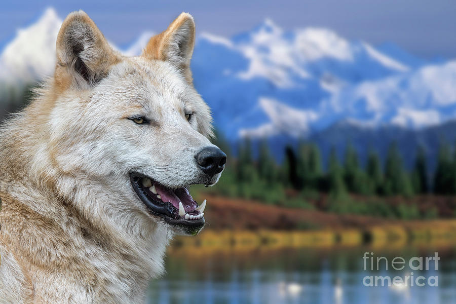 Mackenzie Valley Wolf Photograph by Arterra Picture Library