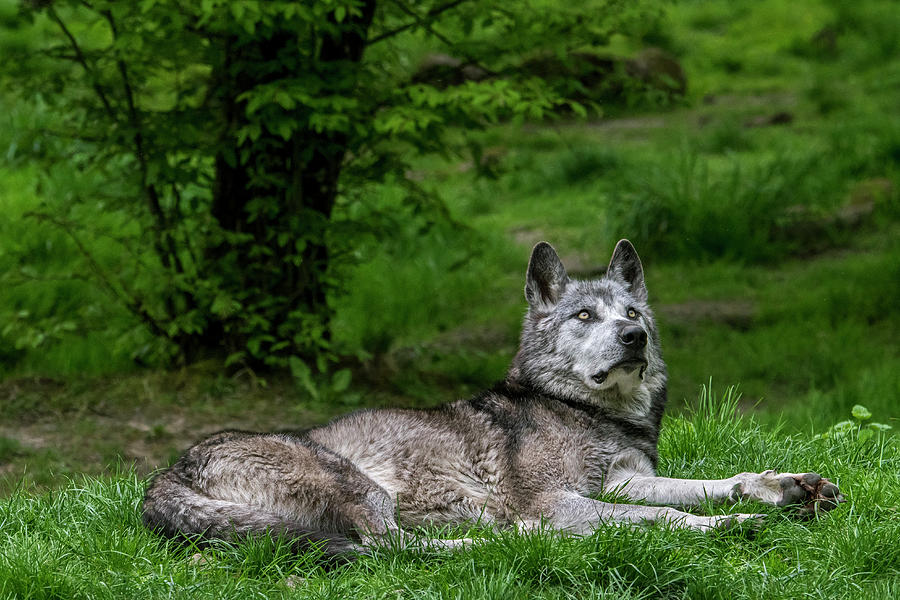 Mackenzie Valley Wolf in Woodland Photograph by Arterra Picture Library