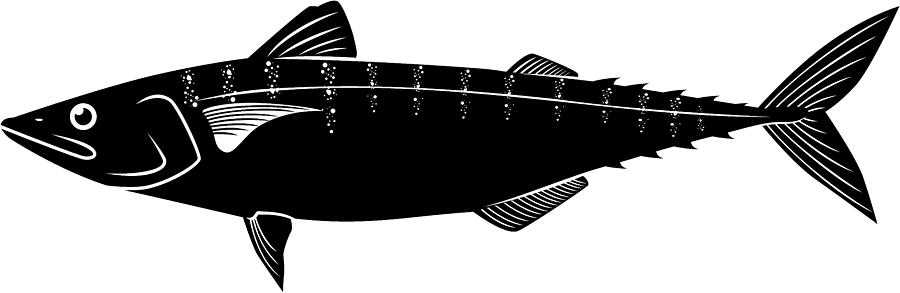 Mackerel Vector Drawing by Woewchikyury
